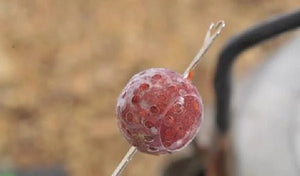 Protección para anzuelos de seguridad