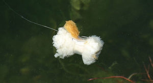 Zig & broodbevestiging